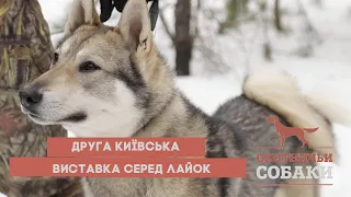 Друга Київська виставка серед лайок | Мисливські Собаки №91
