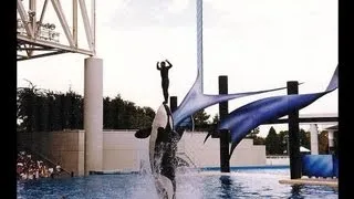 Unreported Orca Trainer Incident at SeaWorld of Florida