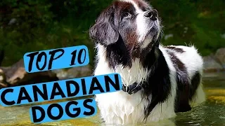 Top 10 Canadian Dog Breeds List
