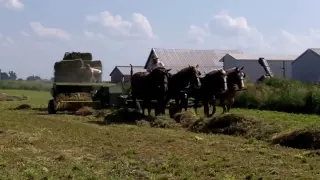 Amish with 4 Horse Hitch Baling Hay