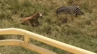 Mother zebra fights a lion to save her baby