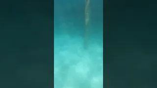 Shark and Stingray Encounter in Punta Cana