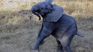 Cute Baby Elephant Calf Charges Safari Vehicle