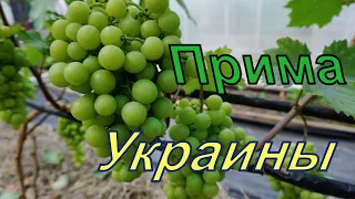 Виноград Беларуси. Лидчина . Сорт винограда - Прима Украины.