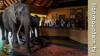 The Elephants that came to dinner 🐘🐘🐘 | Mfuwe Lodge, Zambia