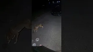 Cat attack on coyote