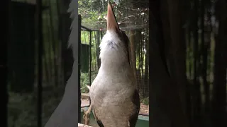 Kookaburra bird laughing