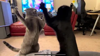Cat slap battle for stool dominance