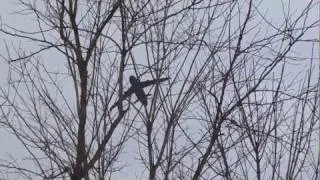 C-5 Galaxy "Go Pats" Extremely Low Flyover