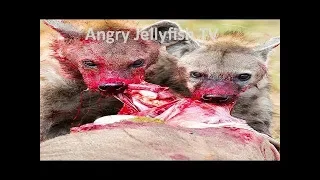 #3 eaten ALIVE UNCENSORED 18+ Hyena eating wildebeest brutally  Screaming   live feeding