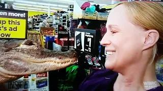 Alligator,  "Wally"used for ,emotional support pet.