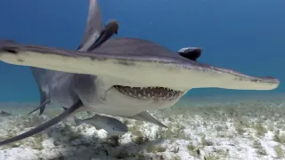 Shark Electrosensory Experiment | JONATHAN BIRD'S BLUE WORLD