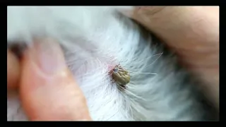 AMAZING TRICK FOR DOG TICK REMOVAL WITHOUT TWEEZERS