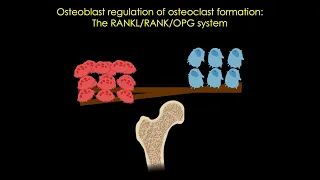 The RANKL/RANK/OPG system in bone