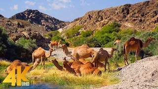 Incredible Oman in 4K UHD - Most Beautiful Nature Places of an Exotic Arab Country - Part #2