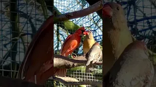Cardinal Sounds - Northern Red Cardinal male Singing | Bird Sounds