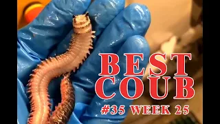 BEST #COUB 35 WEEK 25 | ЛУЧШЕЕ ВИДЕО COUB ЗА НЕДЕЛЮ | ИЮНЬ 2019 |ПРИКОЛЫ, НАРЕЗКИ, | BEST #CUBE |