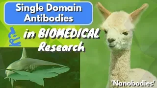 What is a Single Domain Antibody (Nanobody)? - A Beginner's Guide | Biomeducated