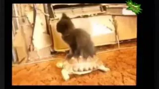 Веселое видео про смешных кошек  Кошки балуются  Hilarious video of funny cats