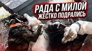 Жестко сцепились мои подобрыши😱 Еле разняла. Подрались и котята. Вакцинация продолжается.