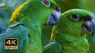 Costa Rica: A Land of Diversity and Beauty | 4K Nature Video