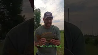 Huge fish in the Augusta Canal!