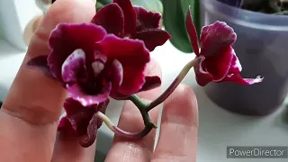 Орхидеи: Что Сейчас Цветёт дома 29 апреля 2024г.