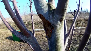 ЯБЛОНЯ. ЧЁРНЫЙ РАК У ЯБЛОНИ, КАК СПАСТИ ДЕРЕВО