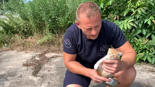 Tiny scared kitten was all alone by the road.