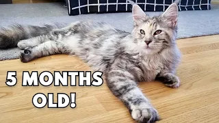 The Happy Life of a 5 Months Old Maine Coon Kitten!