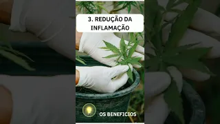 Os Benefícios da Maconha #osbeneficios #maconha #saude