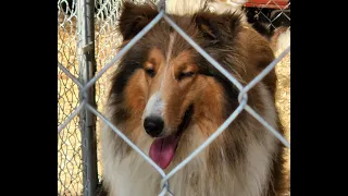 Ten Collies Come to NE Ohio