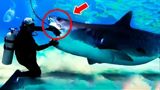 Man Removed A Hook From An Injured Shark. You Won't Believe What Happened 1 Year Later!