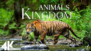 Animals Kingdom 4K - Scenic Wildlife Film With Calming Music | Relaxation Film(4K Video Ultra HD)