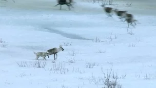 Wolf hunts caribou - Nature's Epic Journeys: Episode 2 Preview - BBC One