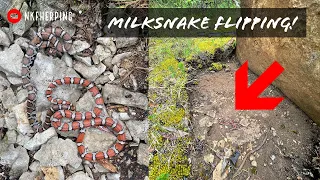 Midwest Milksnake Flipping! Incredible Snake Hunting in Tennessee, Illinois, and Missouri!