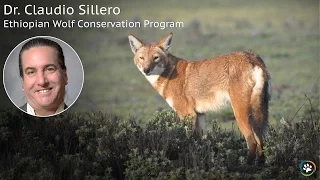 Ethiopian Wolf Conservation Program · Spring Expo 2017 · Dr Claudio Sillero