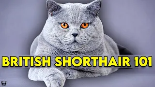 British Shorthair Cat 101 - Learn EVERYTHING About Them!!