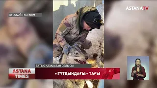 Батысқазақстандық шаруалар қасқырды тірідей жалаң қолмен ұстап алды