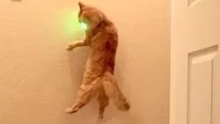 Animals Chasing Laser Pointers - A Funny Animal Videos Compilation || NEW HD