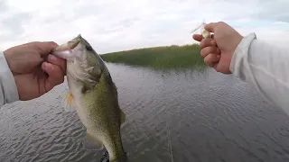 California Delta Bass Fishing (Frog Bite!)