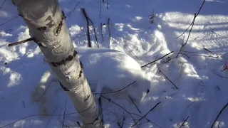 Ловим зайца беляка на петли.Законно!