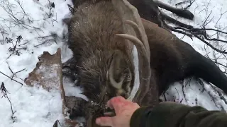 Добыли с собаками огромного лося