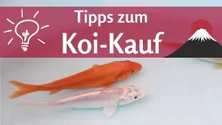 Koi kaufen – was sollte man beachten?