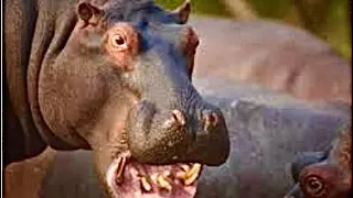 Strange relationship between Hippo and crocodile#animal-documentary