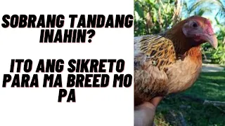 Ito Ang Sikreto Sa Matandang Inahin Para Mangitlog Pa!