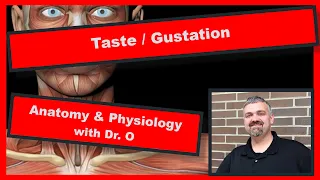 Taste and Flavor:  Anatomy and Physiology