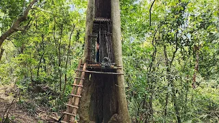 Build a secret shelter in a giant tree, wild cooking | part 1 | Solo Bushcraft Trip