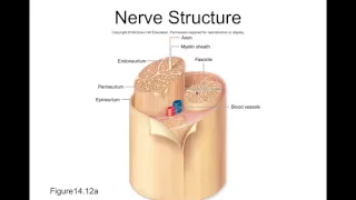 Chapter 14 Nervous Tissue Part3 BIOL223