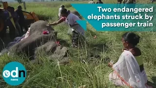 Two endangered elephants struck by passenger train